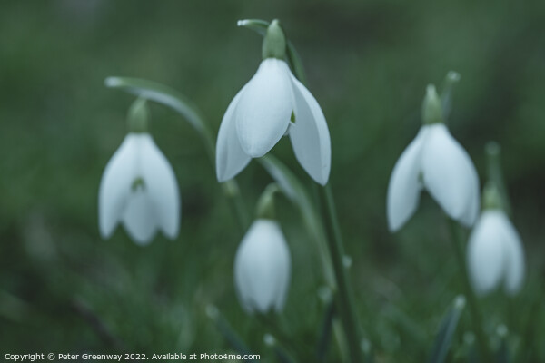 Early Spring Snowdrops Picture Board by Peter Greenway