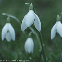 Buy canvas prints of Early Spring Snowdrops by Peter Greenway