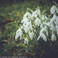 Buy canvas prints of Early Spring Snowdrops by Peter Greenway