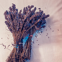 Buy canvas prints of Bunches Of Dried Lavender by Peter Greenway