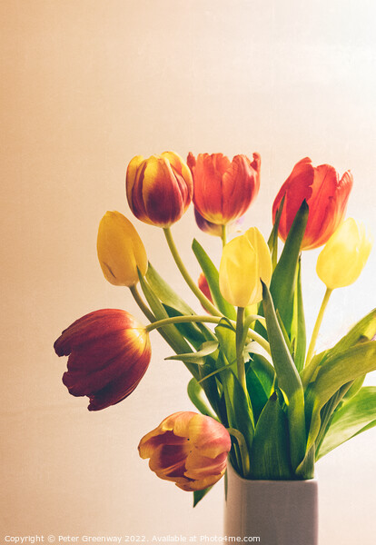 A Vase Of Spring Tulips Picture Board by Peter Greenway