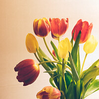 Buy canvas prints of A Vase Of Spring Tulips by Peter Greenway
