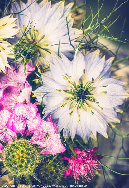 Floral Arrangement Featuring Love-In-A-Mist Flower Picture Board by Peter Greenway