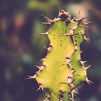 Buy canvas prints of Spikey Cacti With Red Berries At Kew Gardens, Richmond by Peter Greenway