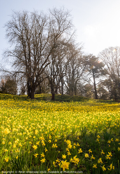 A Sea Of Daffodils In Full Bloom In 'Daffodil Valley' At Waddesd Picture Board by Peter Greenway