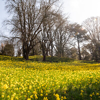 Buy canvas prints of A Sea Of Daffodils In Full Bloom In 'Daffodil Valley' At Waddesd by Peter Greenway