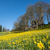 Buy canvas prints of A Sea Of Daffodils In Full Bloom In 'Daffodil Valley' At Waddesd by Peter Greenway