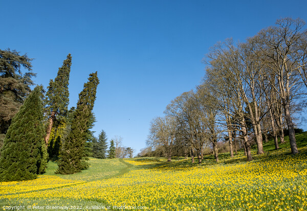 A Sea Of Daffodils In Full Bloom In 'Daffodil Valley' At Waddesd Picture Board by Peter Greenway