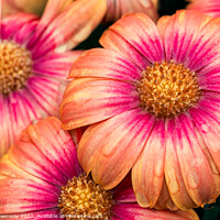 Buy canvas prints of Osteospermum Flowers At Blenheim Flower Festival by Peter Greenway
