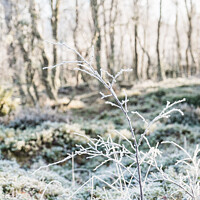 Buy canvas prints of Frozen Hedgerow On The Roadside In The Scottish Highlands by Peter Greenway