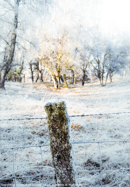 Frozen Moss Covered Fencing Post On The Roadside In The Scottish Picture Board by Peter Greenway