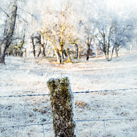 Buy canvas prints of Frozen Moss Covered Fencing Post On The Roadside In The Scottish by Peter Greenway