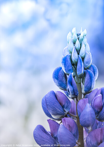 Top Of A Blue Lupin At A Flower Festival Picture Board by Peter Greenway
