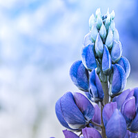 Buy canvas prints of Top Of A Blue Lupin At A Flower Festival by Peter Greenway