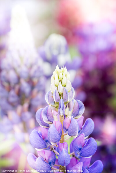 Riot Of Multi-Coloured Lupins At A Flower Festival Picture Board by Peter Greenway