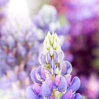 Buy canvas prints of Riot Of Multi-Coloured Lupins At A Flower Festival by Peter Greenway