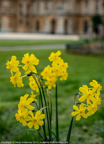 Spring Daffodils ( Narcissus ) in the grounds of Waddesdon Manor, Buckinghamshire Picture Board by Peter Greenway
