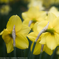 Buy canvas prints of Dreamy Spring Daffodils by Peter Greenway