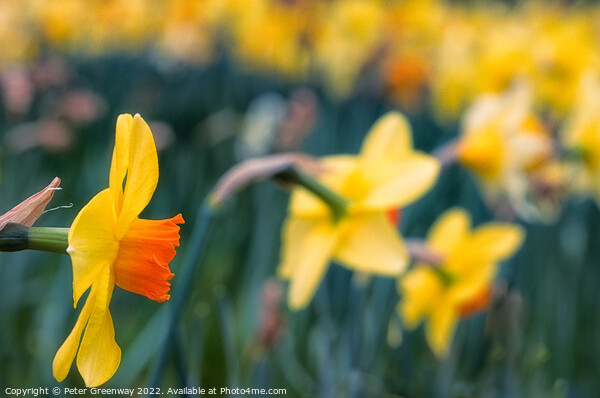 Dreamy Spring Daffodils Picture Board by Peter Greenway