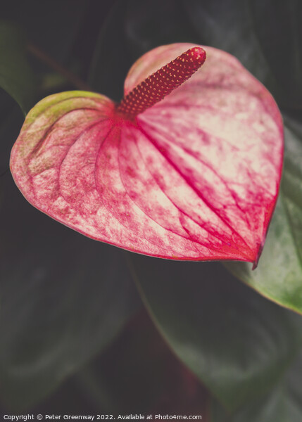 Pink Anthurium At Kew Gardens, Richmond Picture Board by Peter Greenway