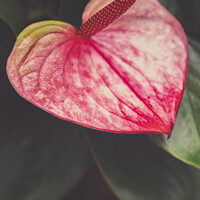 Buy canvas prints of Pink Anthurium At Kew Gardens, Richmond by Peter Greenway