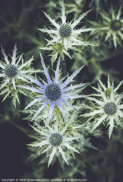 Eryngium Thistle ( 'Big Blue' ) Picture Board by Peter Greenway