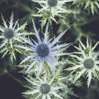 Buy canvas prints of Eryngium Thistle ( 'Big Blue' ) by Peter Greenway