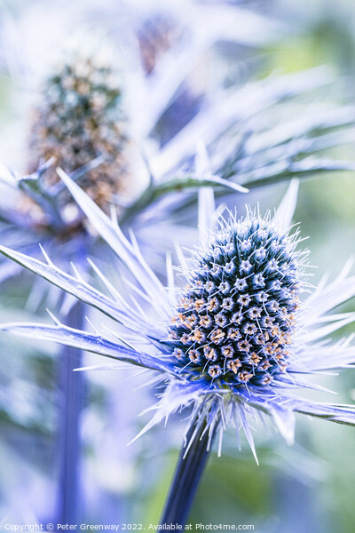 Eryngium Thistle ( 'Big Blue' ) Picture Board by Peter Greenway