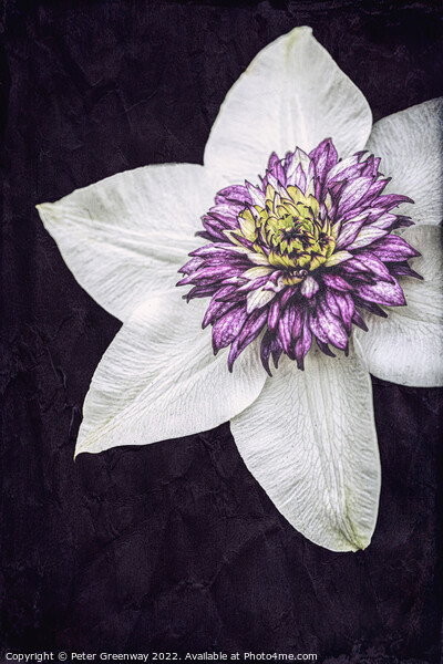 Purple Clematis Flower Picture Board by Peter Greenway