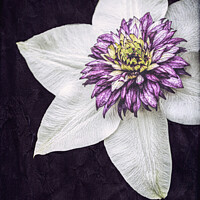 Buy canvas prints of Purple Clematis Flower by Peter Greenway