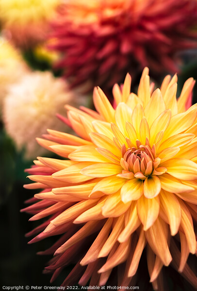 Award Winning Show Dahlia At Wisley Gardens Picture Board by Peter Greenway
