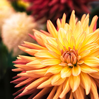 Buy canvas prints of Award Winning Show Dahlia At Wisley Gardens by Peter Greenway