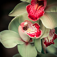 Buy canvas prints of Orchids At The Orchid Festival At Kew Gardens, Ric by Peter Greenway