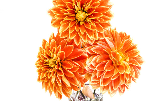 Three Orange Dahlias In A Vase At A Village Flower Show Picture Board by Peter Greenway