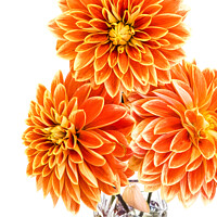 Buy canvas prints of Three Orange Dahlias In A Vase At A Village Flower Show by Peter Greenway