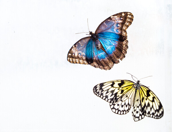 'Blue Morpho' & 'Tree Nymph' Butterflies In Blenheim Palace Butt Picture Board by Peter Greenway