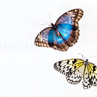 Buy canvas prints of 'Blue Morpho' & 'Tree Nymph' Butterflies In Blenheim Palace Butt by Peter Greenway