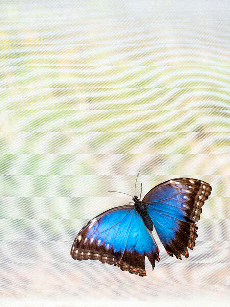 'Blue Morpho' Butterfly In Blenheim Palace Butterfly House Picture Board by Peter Greenway