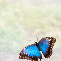 Buy canvas prints of 'Blue Morpho' Butterfly In Blenheim Palace Butterfly House by Peter Greenway