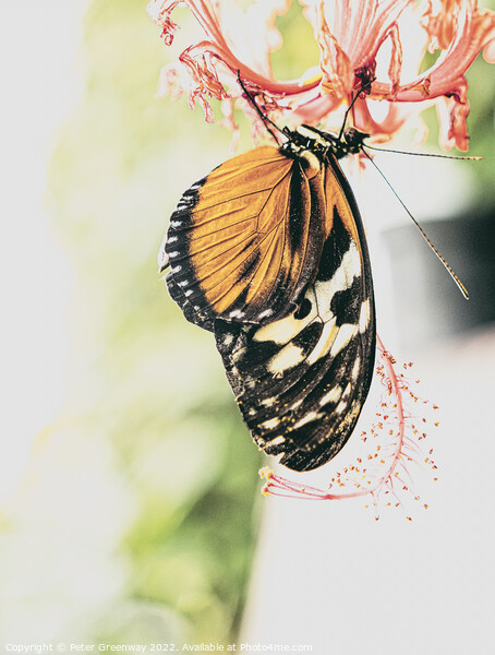 'Plain Tiger' Butterfly Picture Board by Peter Greenway