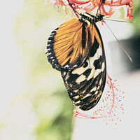 Buy canvas prints of 'Plain Tiger' Butterfly by Peter Greenway