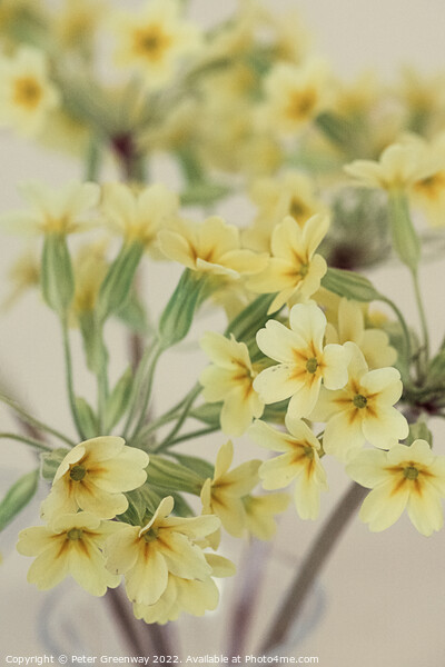 Yellow Primroses Flowers At A Village Spring Fete In Oxfordshire Picture Board by Peter Greenway