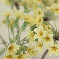 Buy canvas prints of Yellow Primroses Flowers At A Village Spring Fete In Oxfordshire by Peter Greenway
