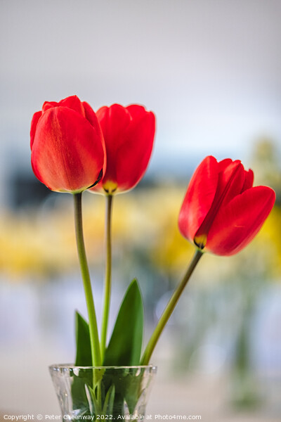 Red Tulips In A Vase At A Village Spring Fete In Oxfordshire Picture Board by Peter Greenway