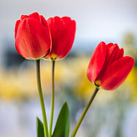 Buy canvas prints of Red Tulips In A Vase At A Village Spring Fete In Oxfordshire by Peter Greenway