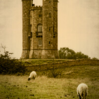 Buy canvas prints of Grazing Sheep At Broadway Tower, Worchestershire by Peter Greenway