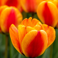 Buy canvas prints of Orange Tulips On the Parterre At Waddesdon Manor, Berkshire by Peter Greenway