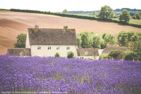 Cotswold Cottage Overlooking The Lavender Fields A Picture Board by Peter Greenway