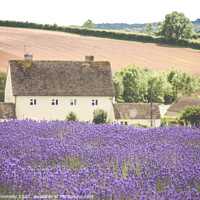 Buy canvas prints of Cotswold Cottage Overlooking The Lavender Fields A by Peter Greenway