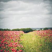 Buy canvas prints of Grass Track Through Poppy Fields by Peter Greenway